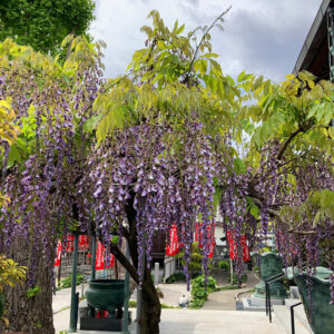 浜松市龍谷寺の藤の花