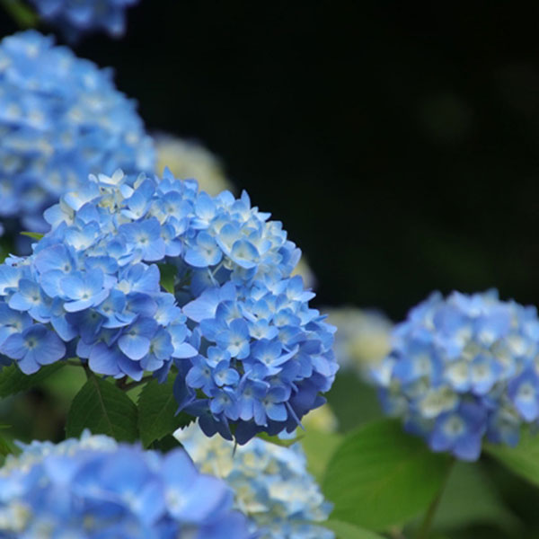 梅雨　紫陽花